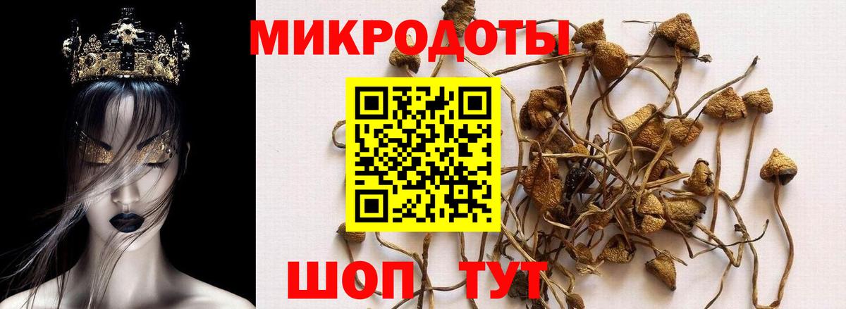 Галлюциногенные грибы Psilocybe Дальнереченск